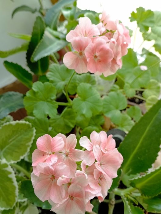 Герань зональная