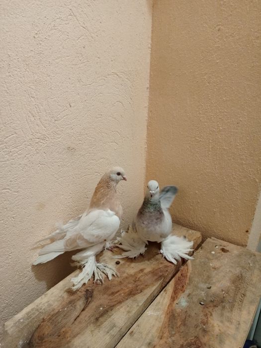 Голуби кептер сатылады тасманы