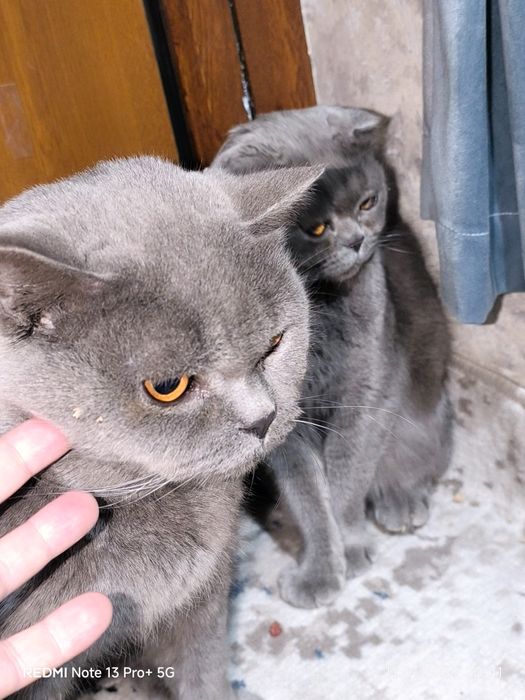 Зотлий Мушук! эрка ва аёл 2 таси 160$