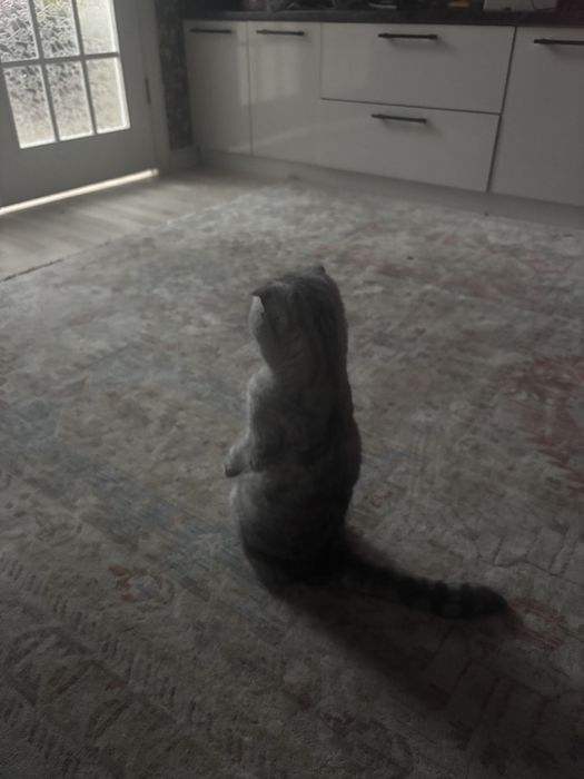 Серая вислоухая кошка