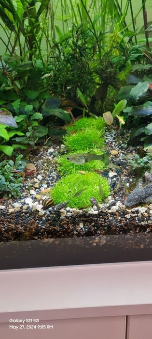 Растения за аквариум и корени