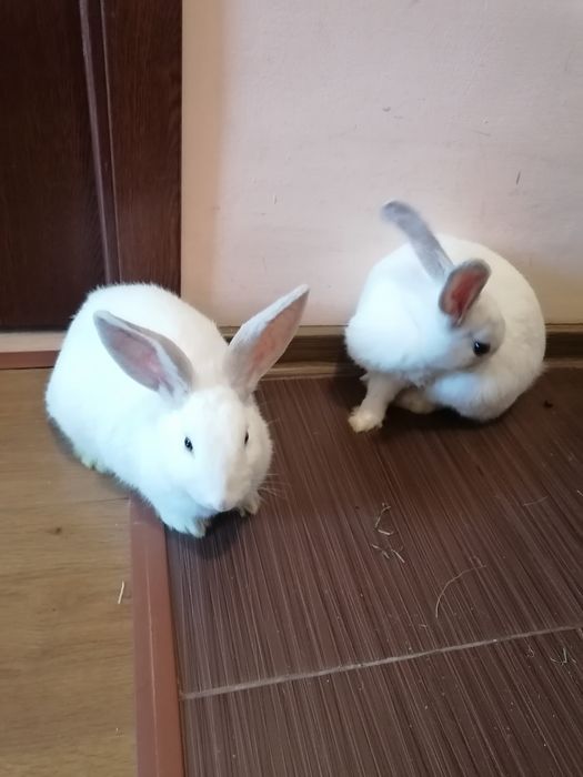 Iepuri de apartament