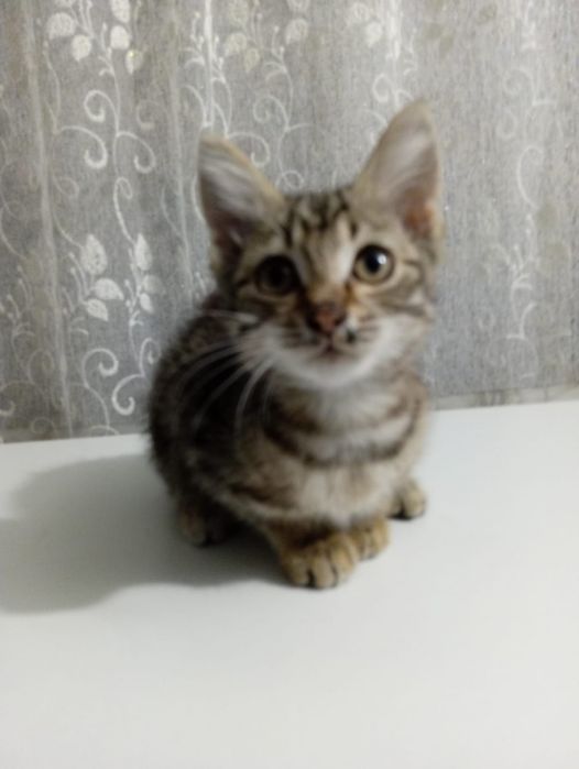 Отдам котят в хорошие руки