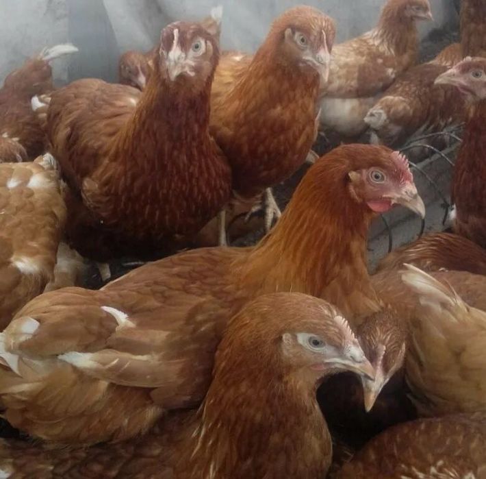 Куры молодки красные