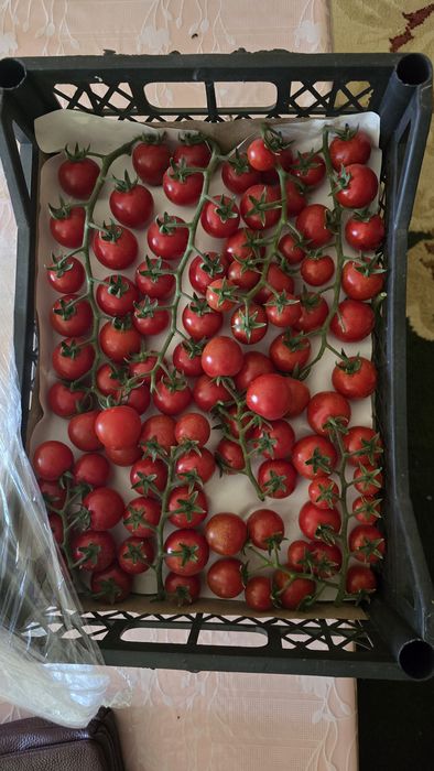 Продается помидоры черри, Помидор черри (cherry tomat) сотилади
