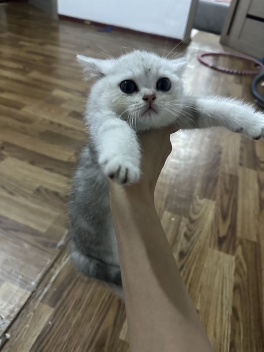 Продается котенок маленькая