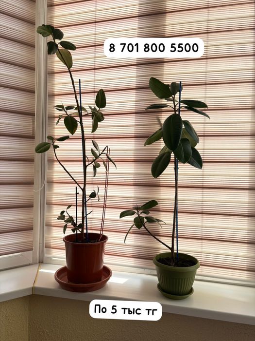 Цветы и подставки