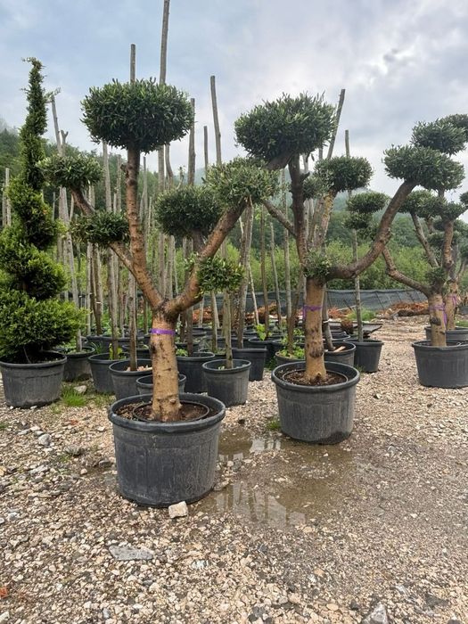 Măslini bonsai ,seculari
