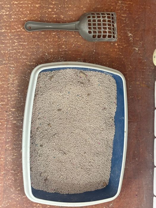 Продам кошку молодой мальчик