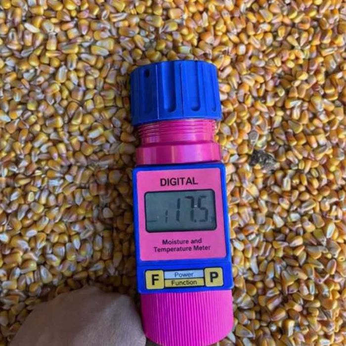 Porumb recoltă 2025