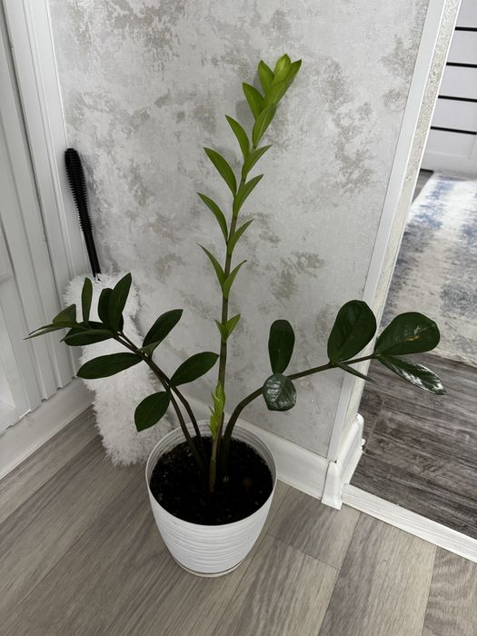 Заимокулькас  продам