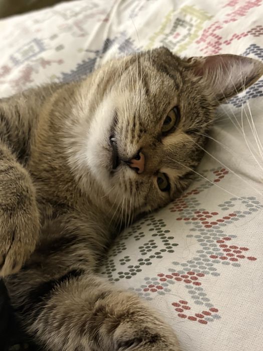 Кошка только ответственным