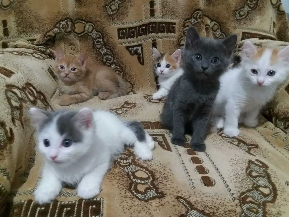 Отдам котят в хорошие руки