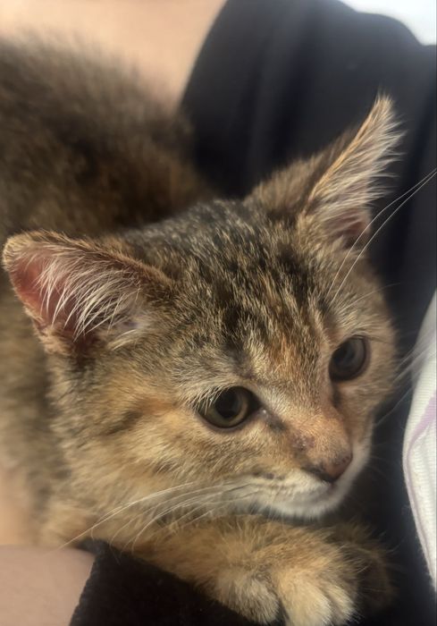 Отдам в добрые руки котенка