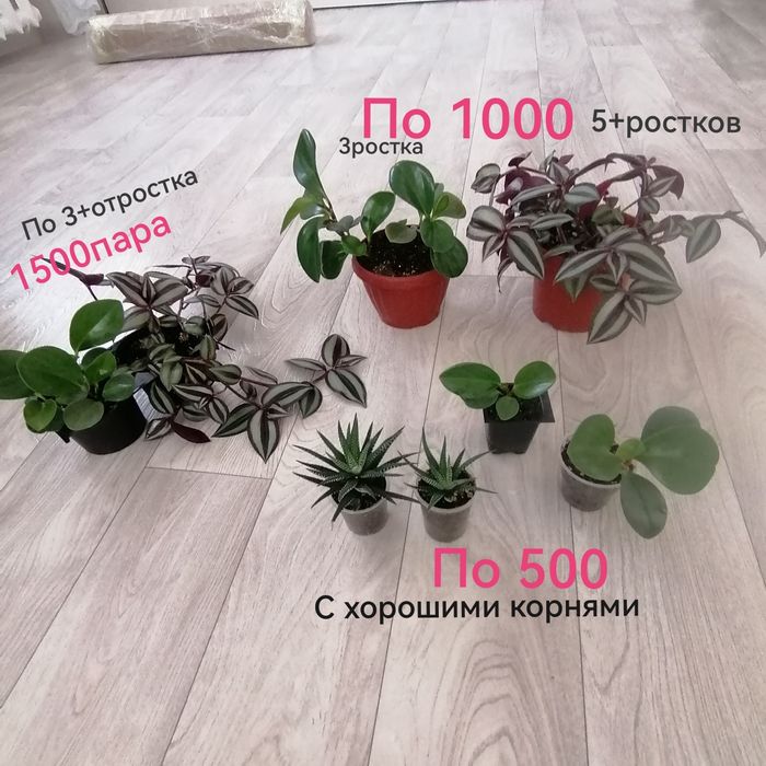 Продам цветы комнатные