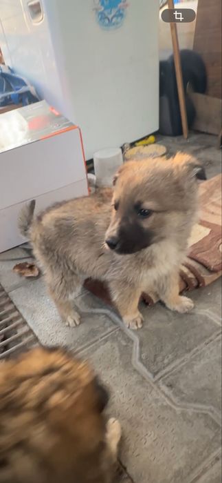 Щенки звоночки в добрые руки