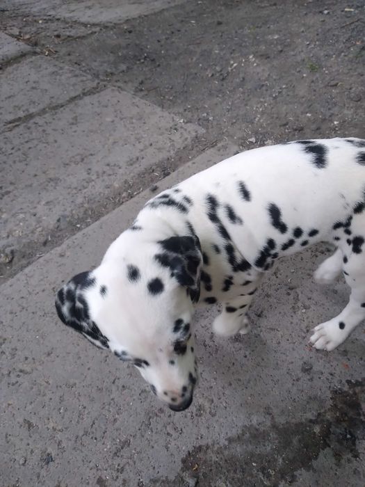 Животные собаки далматин