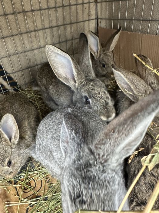 Vand iepurasi mici pentru Paste!
