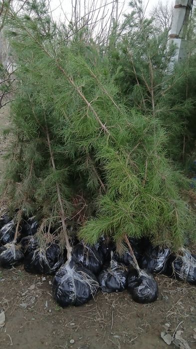 Арча сотилади ёл