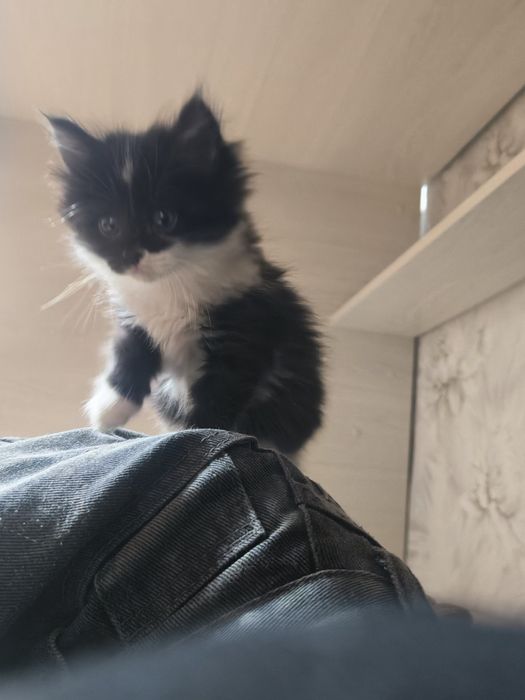 Отдам двух котят