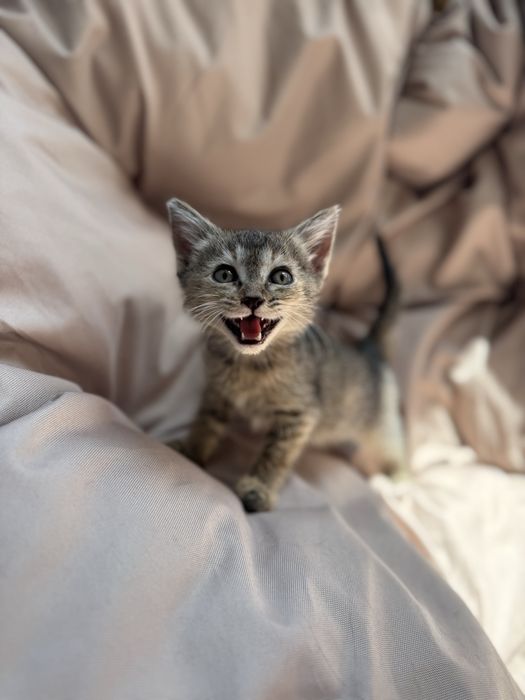 Котенок ищет дом