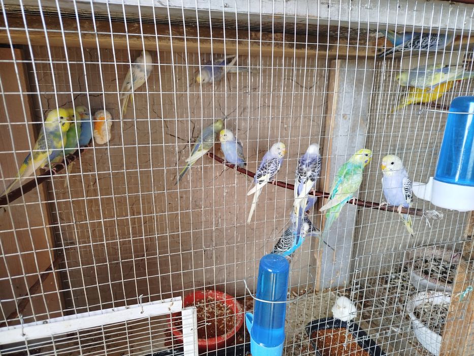 Продается радужные волнистые попугаи