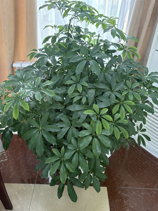 Офислар учун катта тувакларда гуллар