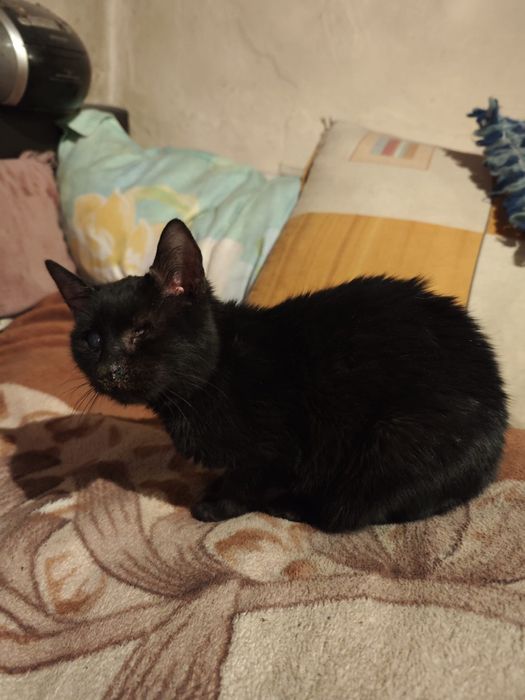 Ofer spre adopție un motănel orb