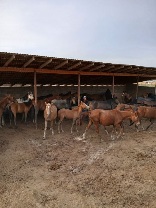 Байтал жас жылқы кулан