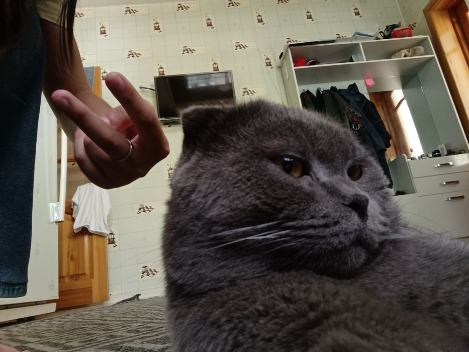 Красавчик Микки зовёт кошек на вязку