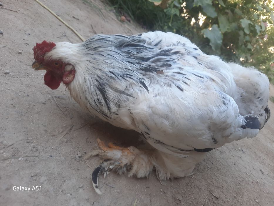 Зотдор Хуроз сотилади