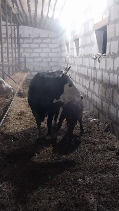 Продам корову с теленком.