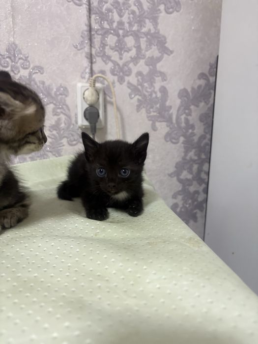 Котенкиииииииииии