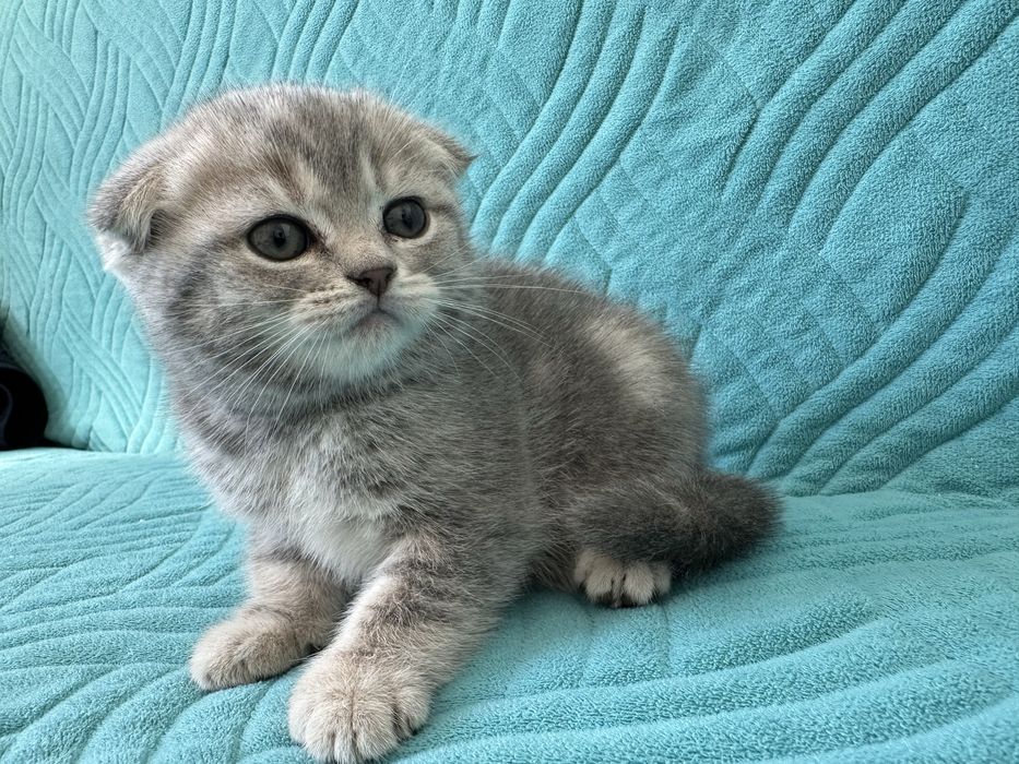 Продам вислоухих котят