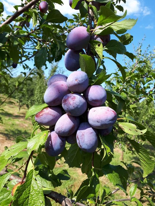 Продава се Сливова овощна градина