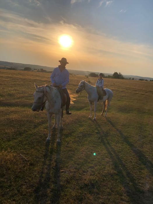 Pur sânge arab ,shagya arab ,cai de toate vârstele .iapa manz armăsar