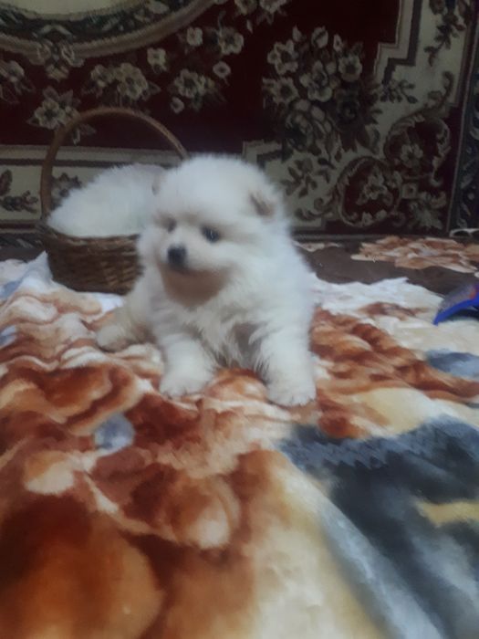 Щенки шпица миниатюрного