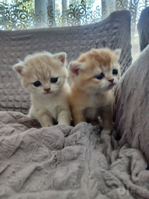 Мушукчалар. Котята. Британец золото
