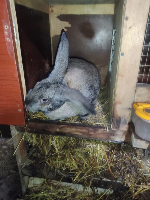 Продам крольчат Великана