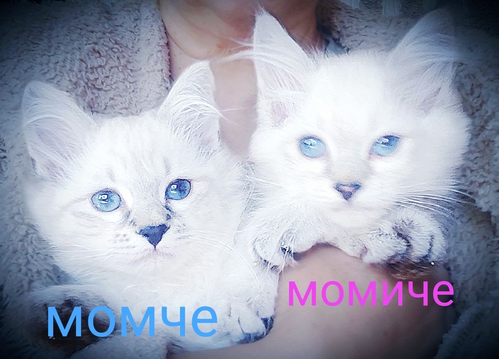 Сибирски котенца Невска маскарадна