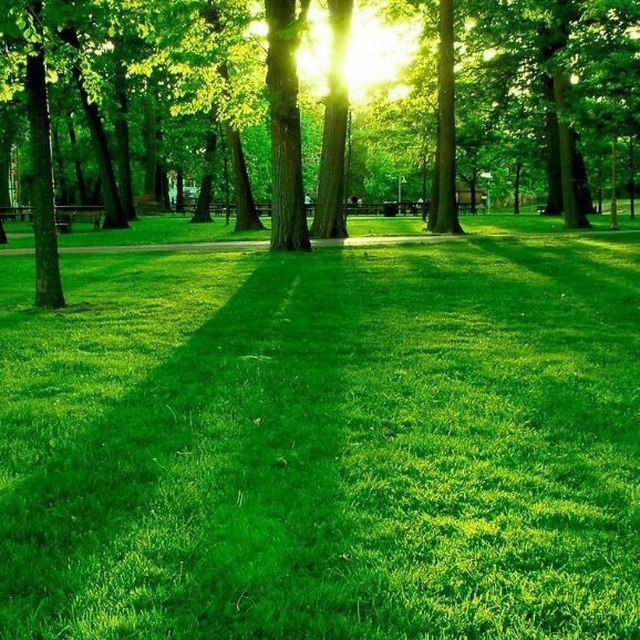 Gazon ekish va palif