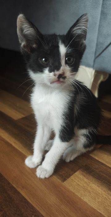 Котенок отдам В ДОБРЫЕ РУКИ.
