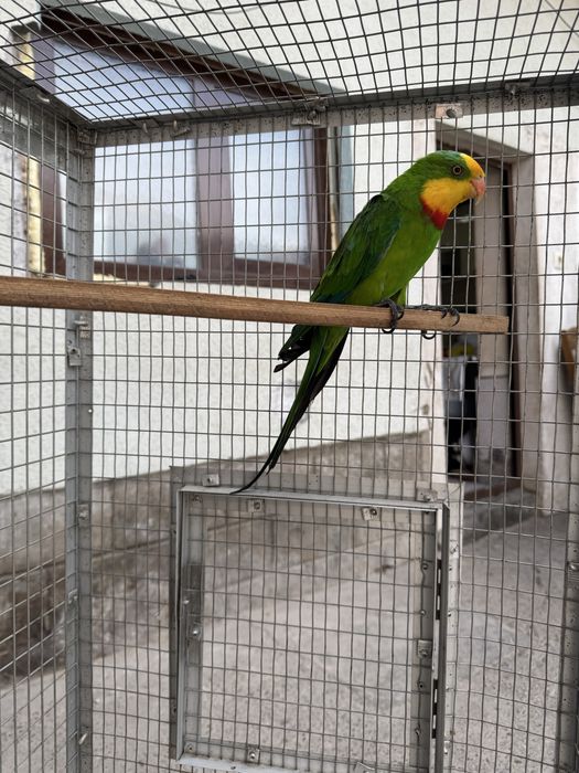 Papugay Baraban 2yilli ishlagan tayyor