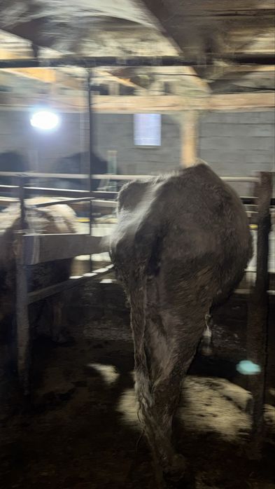 Сиыр сатылады 4 ші тума