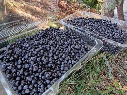 Afine proaspete de pădure