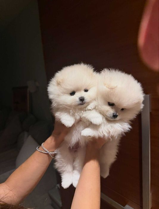 Pomeranian modelul Ursulet cu Pedigree, Pasaport