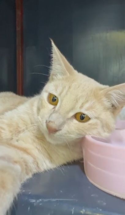 Отдается котик Персик в добрые и ответственные руки