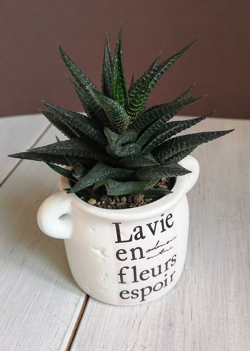 Хавортия лимолистная