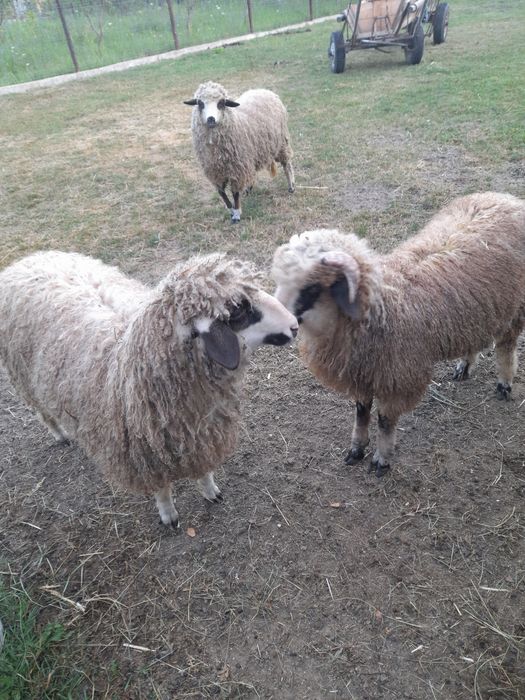 Vând 2 mielute și un berbecuț mielutele sunt gemene fatate din oaie care face 2 miei