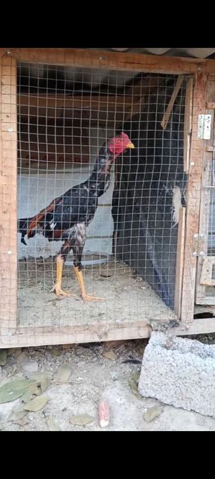 Xotin eriga musht tushiradi